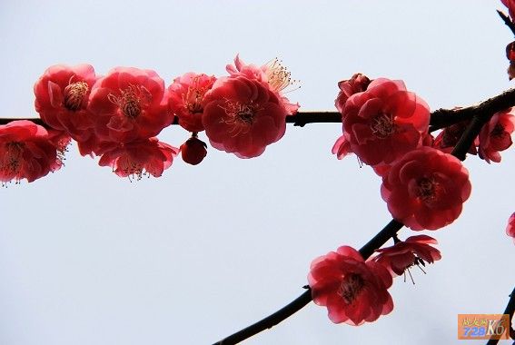 点击在新窗口查看原始图片