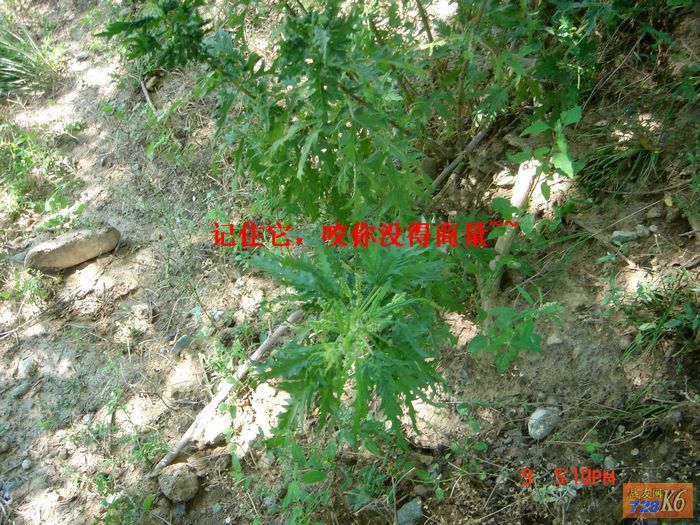 点击在新窗口查看原始图片