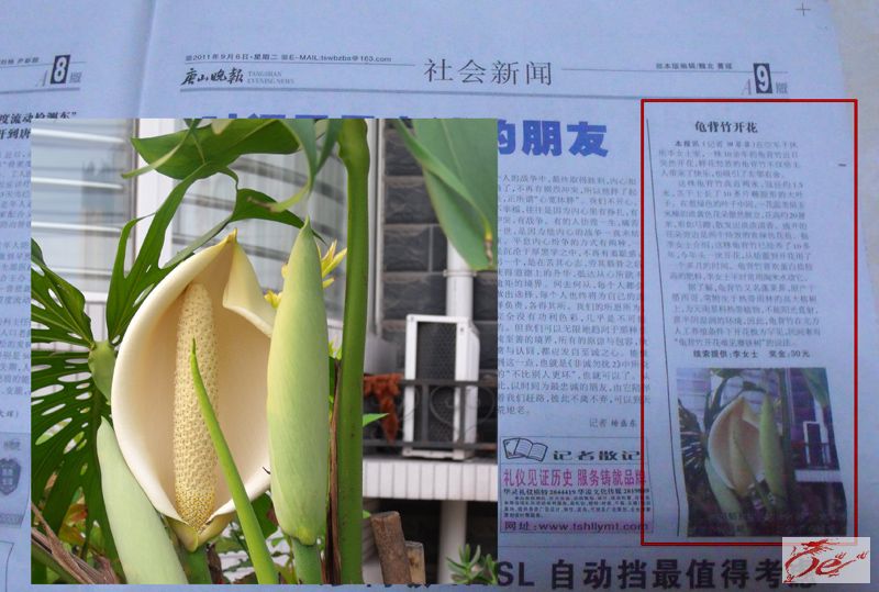 点击在新窗口查看原始图片