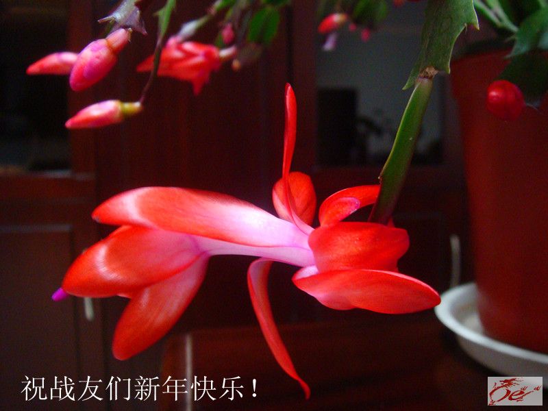 点击在新窗口查看原始图片