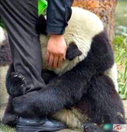 点击在新窗口查看原始图片