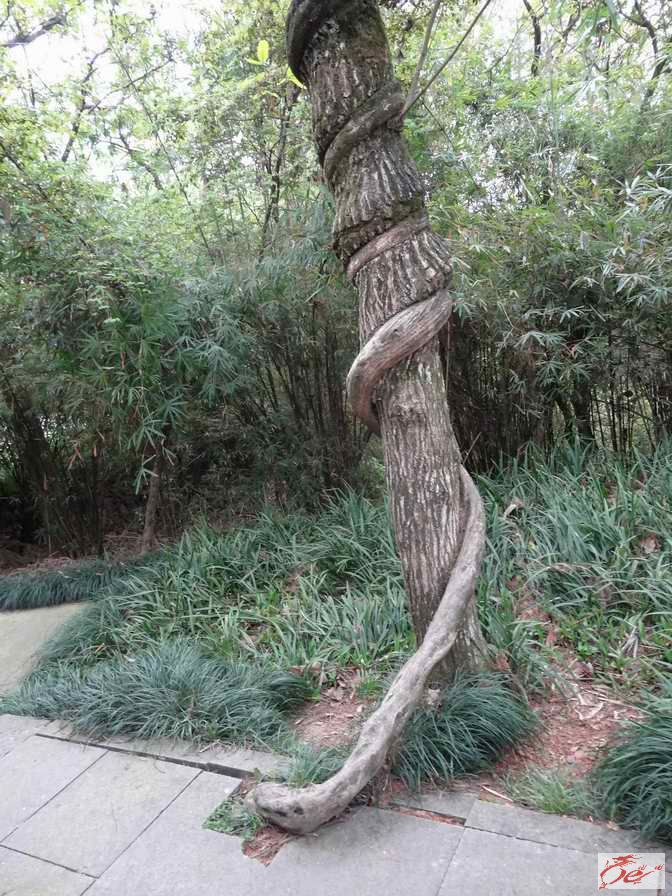 点击在新窗口查看原始图片