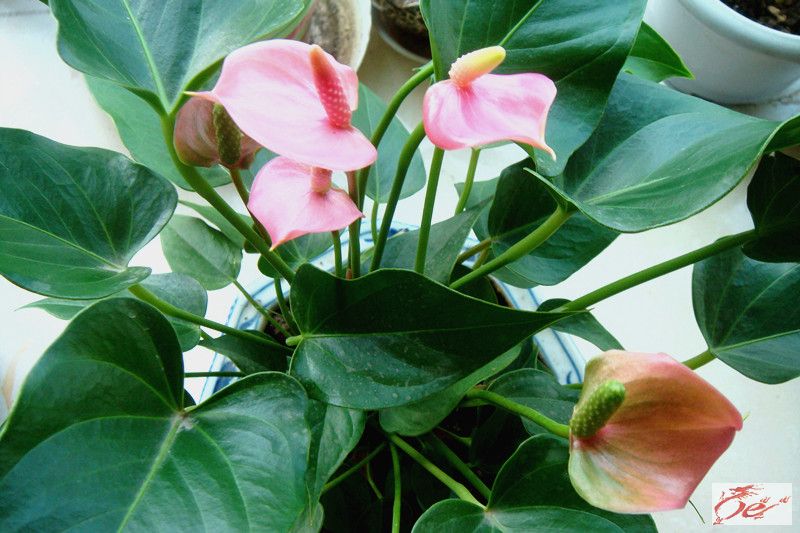 办公室新添了一盆花花草草,花名叫"粉掌,很奇怪的名字.