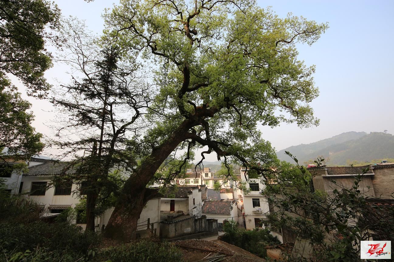 点击在新窗口查看原始图片