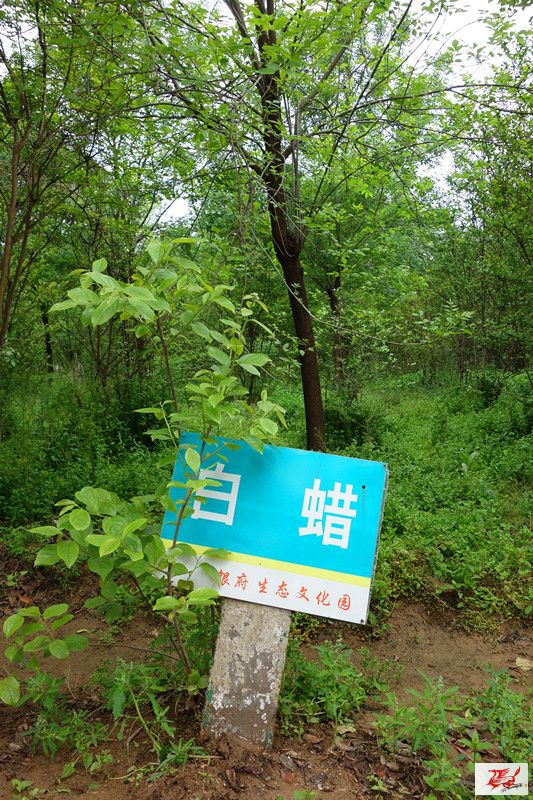 点击在新窗口查看原始图片
