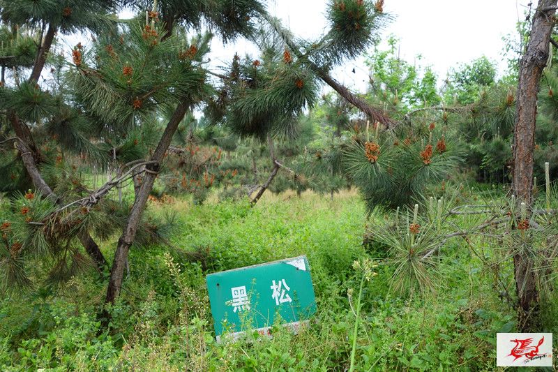 点击在新窗口查看原始图片