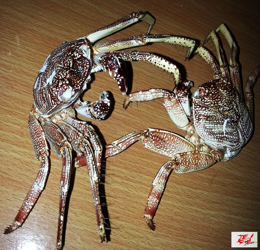点击在新窗口查看原始图片