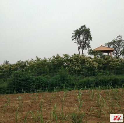 点击在新窗口查看原始图片
