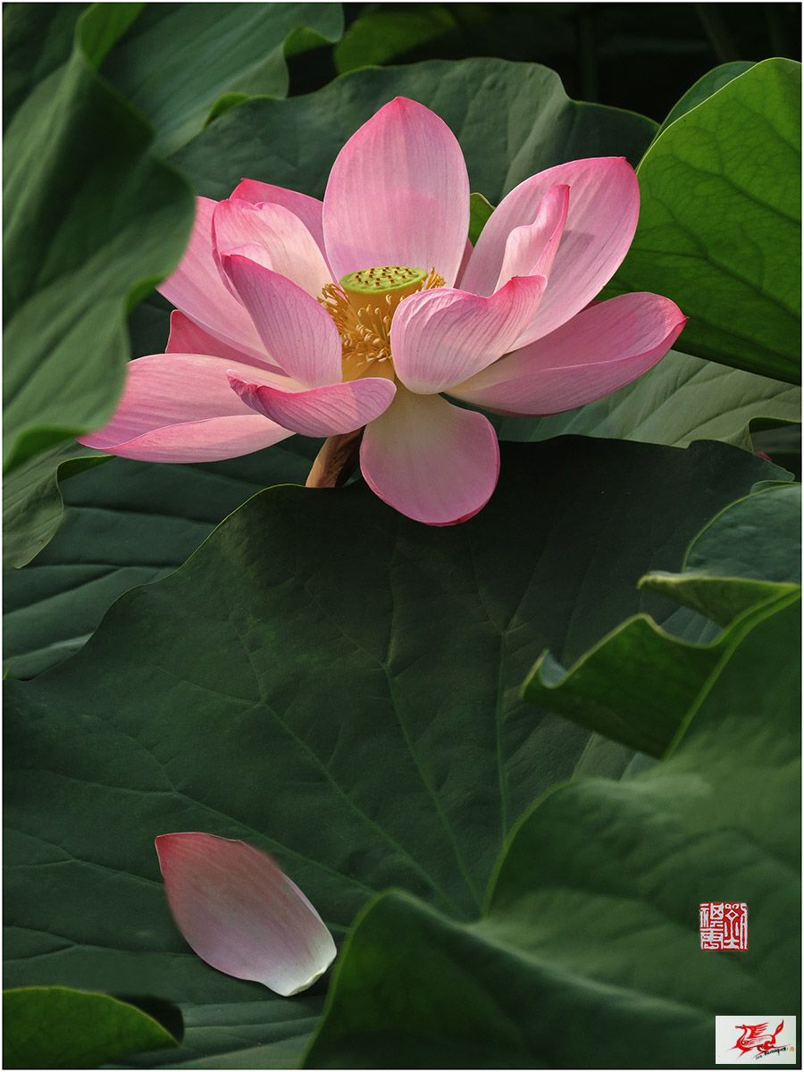 点击在新窗口查看原始图片