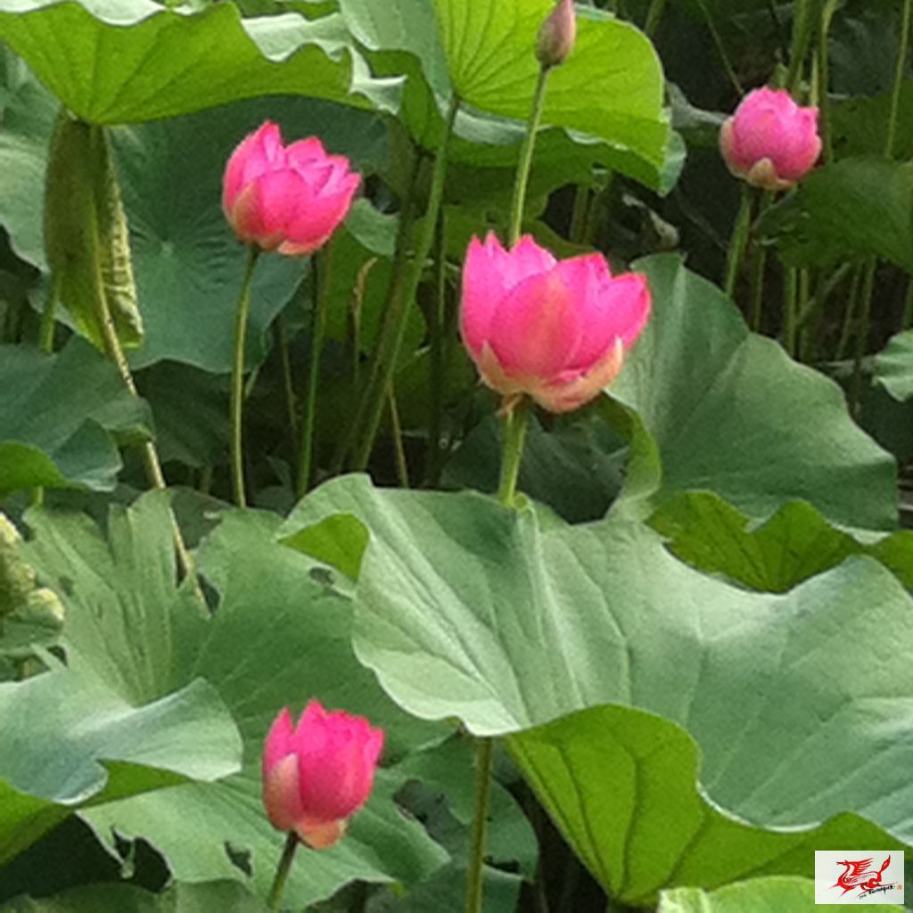 点击在新窗口查看原始图片