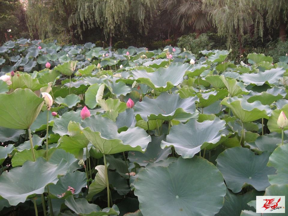点击在新窗口查看原始图片