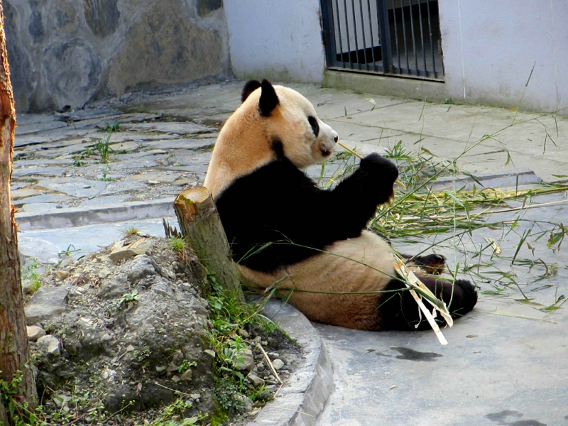点击在新窗口查看原始图片