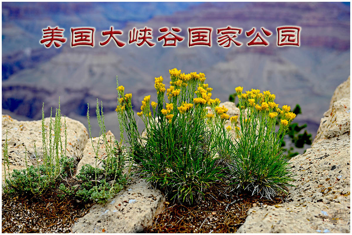 点击在新窗口查看原始图片