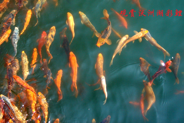 点击在新窗口查看原始图片